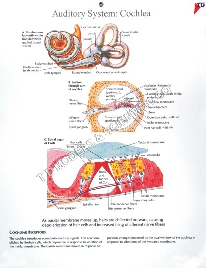 AUDITORY SYSTEM