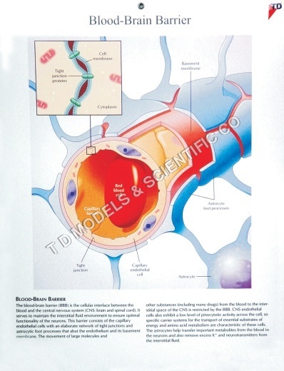 Human Anatomical Charts