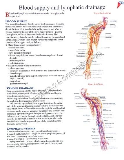 BLOOD SUPPLY - Paper, Variable Size, Red | Detailed Anatomy, Vascular System, Lymphatic Drainage Chart