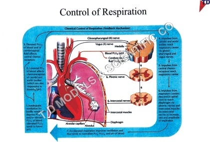 CONTROL OF RESPIRATION