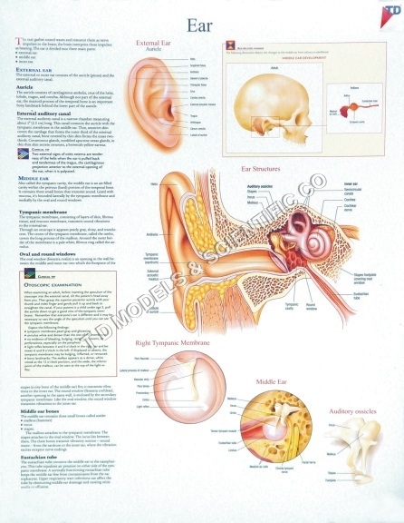 Human Anatomical Charts