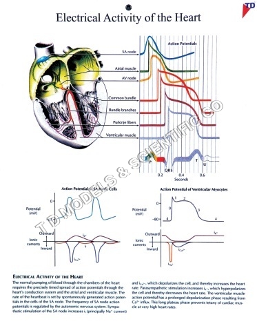 ELECTRICAL ACTIVITY - Paper, 24x36 Inch, Yellow | Heart Diagram, ECG Waves, Educational Medical Chart