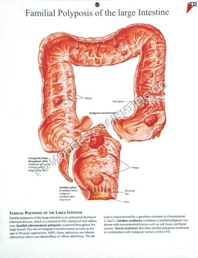 Human Anatomical Charts