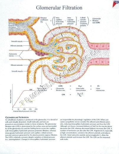 GLOMERULART FILTRATION