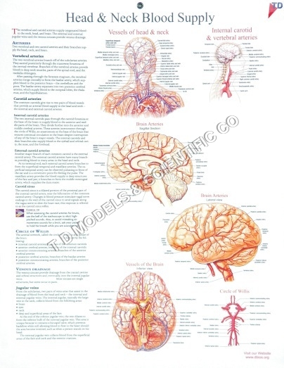 Head and Neck Blood Supply - Paper, 24x36 Inches, Red | Visual Aid, Detailed Anatomy, Educational Tool, High Resolution Anatomical Chart