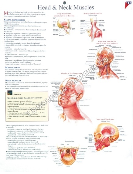 Head And Neck Muscles - Paper, 24x36 Inches, Red | Detailed Anatomy, Visual Guide, Medical Reference