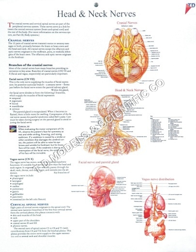 Human Anatomical Charts