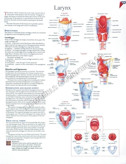 LARYNX