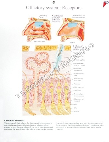 Human Anatomical Charts