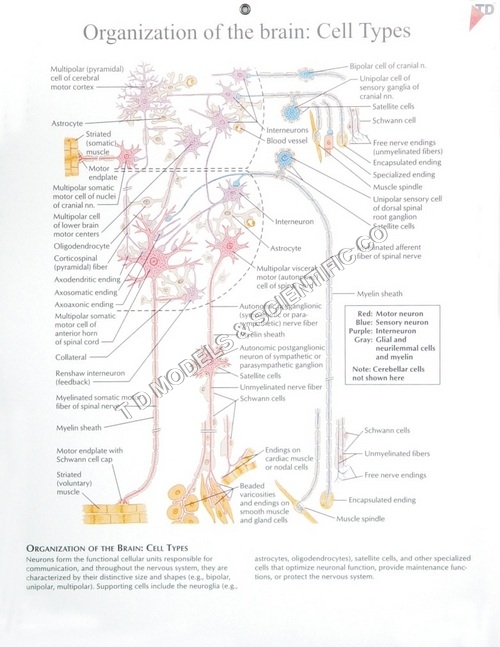 Human Anatomical Charts