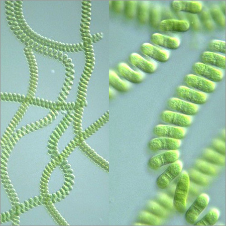 Spirulina