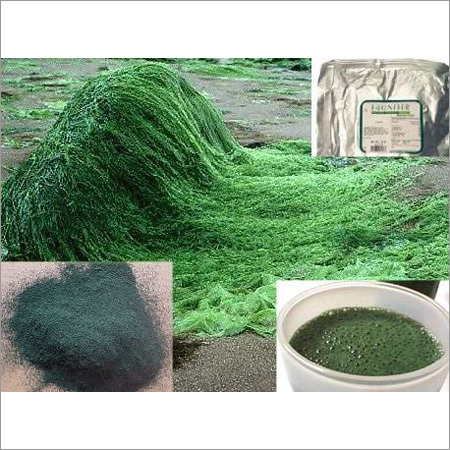 Spirulina Health Product