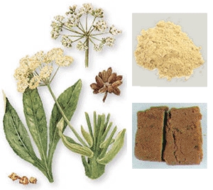 Ferula Asafoetida Powder