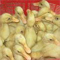 Duck Farming Project