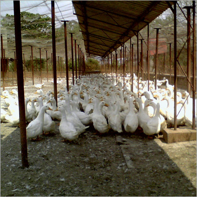 Duck Projects Consultant