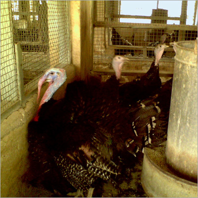 Turkey Projects