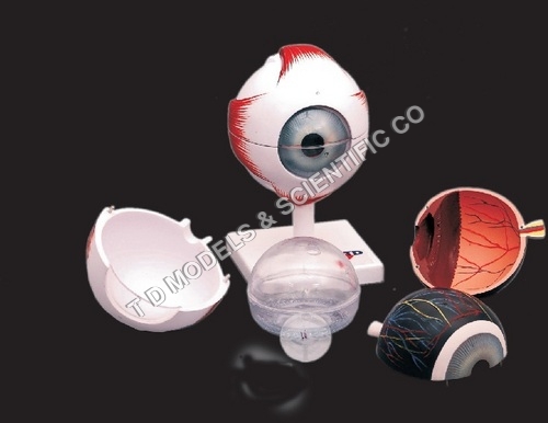 Human Eye Model Kit - PVC, 150x100mm, Reddish, 5x Enlarged, 6-Part Sectional, Numbered, Educational Key Card