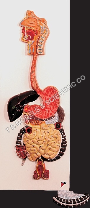 Human Digestive System Model