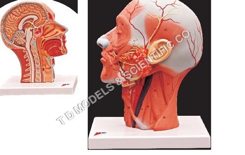 Human Anatomical Models