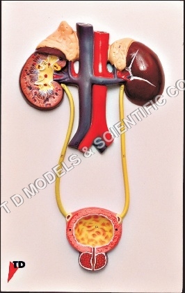 Urinary Organs Model