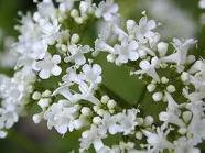 Yohimbine