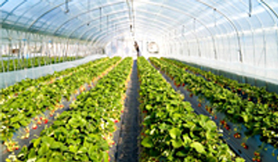 Agriculture Masterbatches