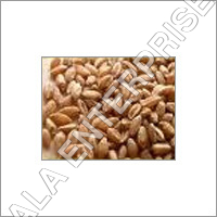 Whole Wheat