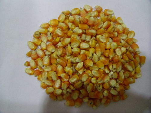 Corn