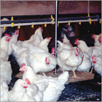 Poultry Equipments