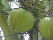 Tender Coconut