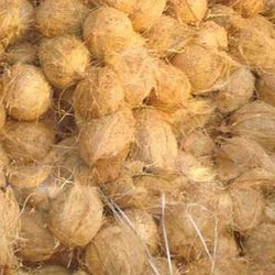 fresh semi husked coconut