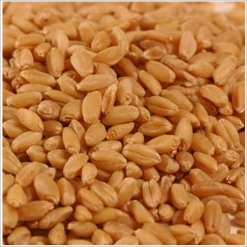 Grain