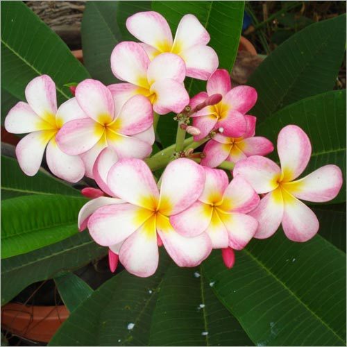 Plumeria Hybrid