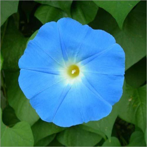 Ipomea Heavenly Blue