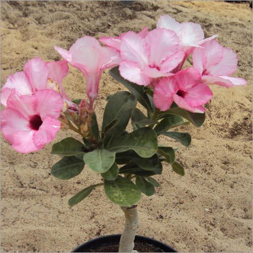 Adeniums - Pink Desert Plant, Variable Size, Showy Flowers, Drought Tolerant, Ornamental