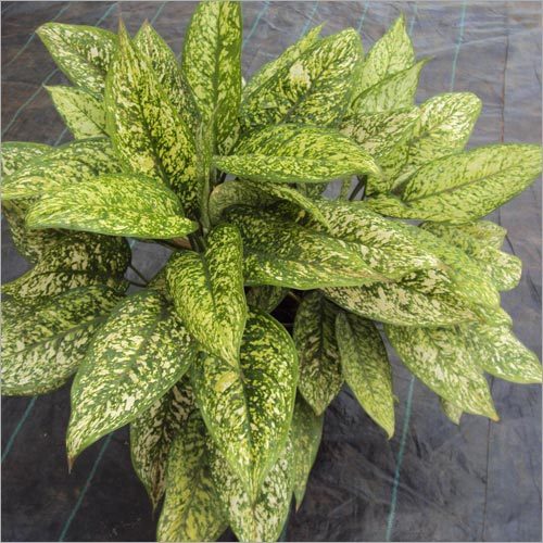 Aglaonema Thai Gold