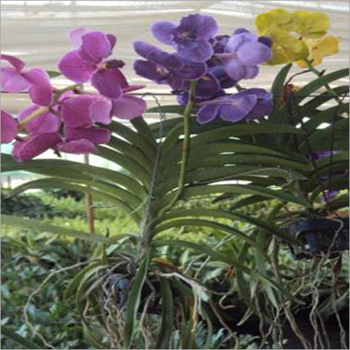 Orchid Venda