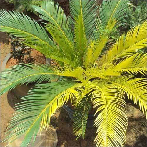 Cycus Revoluta Variegated