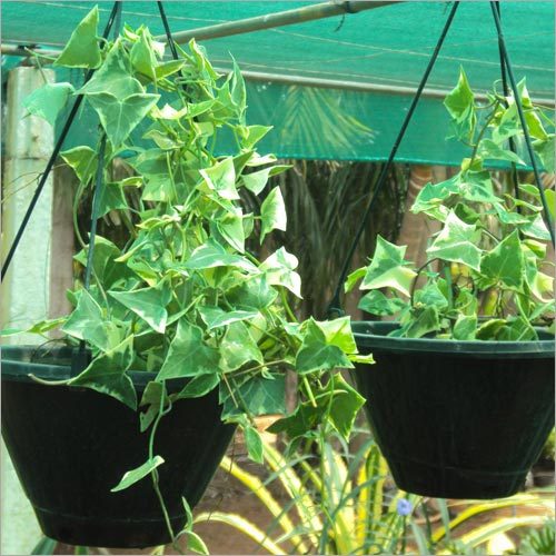 Ivy Variegated Creeper