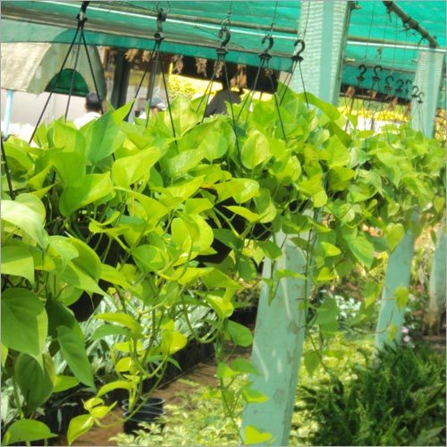 Philodendron Gold