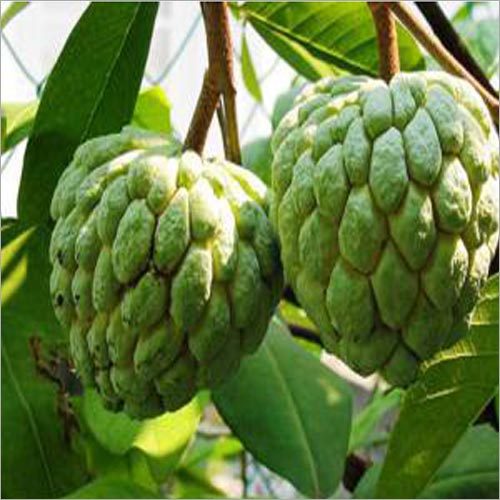 Annona Squamosa - Green Conical Rough Bark, Leaves | Natural Remedy, Anti-Diarrheal, Dysentery Treatment, Herbal Extract