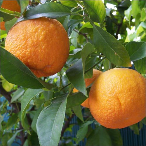 Citrus Aurantium