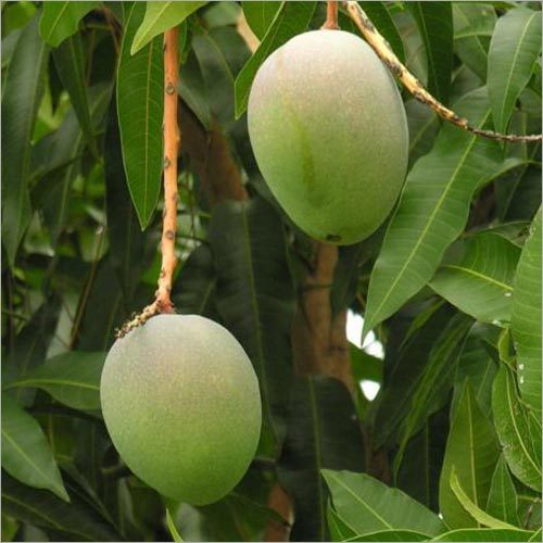 Mangifera Indica