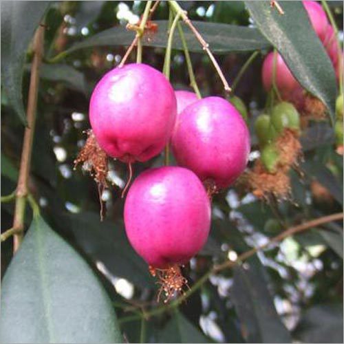 Syzygium Paniculatum (Magenta Lilly Pilly)