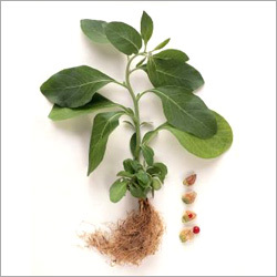 Herbal Products