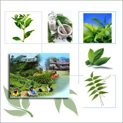 Raw Herbs