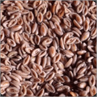 Psyllium Seeds