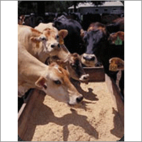 Cattle Feed Supplement