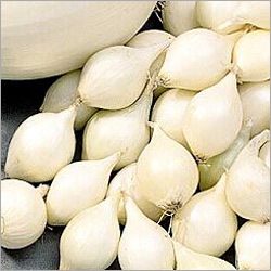 Fresh White Onion Shallot