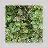 Gymnema Leaves